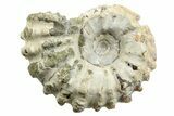 1 3/4" Tractor Ammonite (Douvilleiceras) Fossils - Photo 2